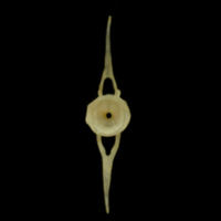 photo of Vendace caudal vertebra anterior view