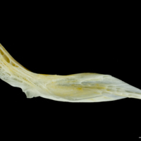 photo of European plaice cleithrum medial view