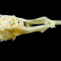 photo of Common sole basioccipital ventral view