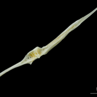 photo of European plaice precaudal vertebra lateral view