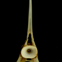 photo of Ballan wrasse caudal vertebra anterior view
