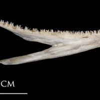 photo of Sea scorpion dentary medial view