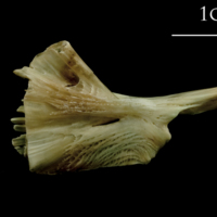 photo of Turbot ceratohyal medial view