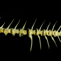 photo of Scad precaudal vertebra lateral view