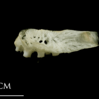 photo of Atlantic halibut pharyngeal ventral view