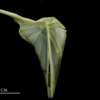 photo of John dory posttemporal medial view