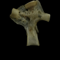 photo of Eelpout hyomandibular lateral view