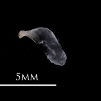 photo of European eel opercular lateral view