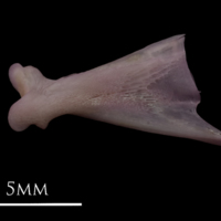 photo of Common sole quadrate medial view
