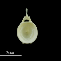 photo of European seabass caudal vertebra anterior view