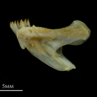 photo of Black seabream dentary lateral view