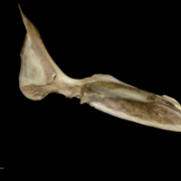 photo of Greater amberjack cleithrum medial view