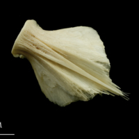 photo of Haddock basioccipital ventral view