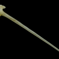 photo of Red gurnard serrated spine dorsal view