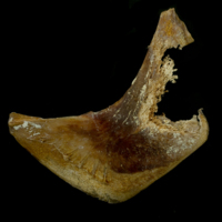 photo of Atlantic bluefin tuna  preopercular lateral view