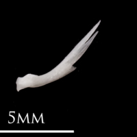 photo of European eel posttemporal lateral view