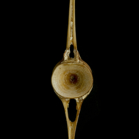 photo of Atlantic bluefin tuna  caudal vertebra anterior view