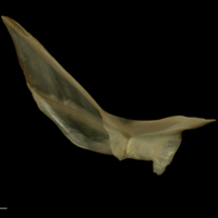 photo of Bib cleithrum medial view