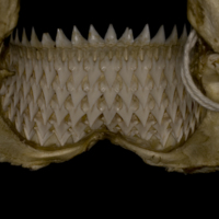 photo of Kitefin Shark teeth posterior view