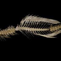 photo of White grouper vertebral column lateral view