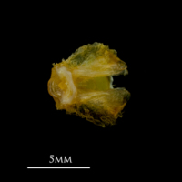 photo of Grey gurnard basioccipital detail view