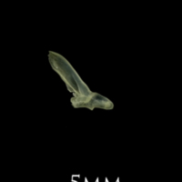 photo of Butterfish for assessment medial view