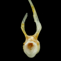 photo of Common sole precaudal vertebra anterior view