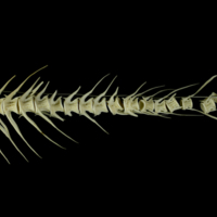 photo of Saithe caudal vertebra lateral view