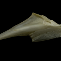 photo of Zander articular lateral view