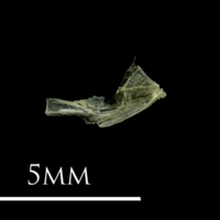photo of Three-spined stickleback quadrate medial view