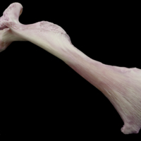 photo of Meagre maxilla lateral view