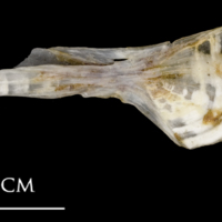 photo of Sea scorpion ceratohyal lateral view