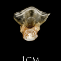 photo of Sea scorpion basioccipital posterior view