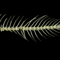 photo of Roach caudal vertebra lateral view