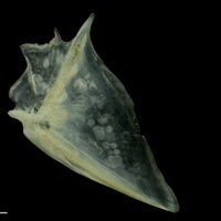 photo of Red mullet opercular lateral view