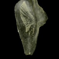 photo of Sandsmelt for assessment medial view