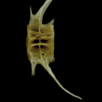 photo of European conger caudal vertebra lateral view