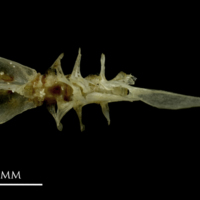 photo of Sandsmelt basioccipital dorsal view