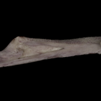 photo of Wels catfish dentary medial view