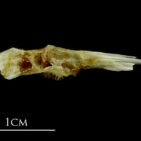 photo of Mediterranean moray for assessment medial view