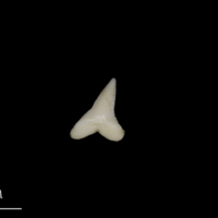 photo of Blue Shark teeth lateral view