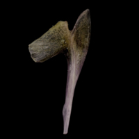 photo of Meagre coracoid lateral view