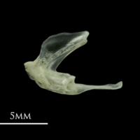 photo of Red mullet posttemporal medial view