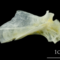 photo of European plaice hyomandibular lateral view