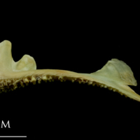 photo of Saithe premaxilla lateral view