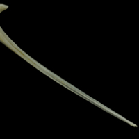 photo of Red gurnard serrated spine ventral view