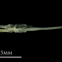 photo of Small sandeel parasphenoid dorsal view