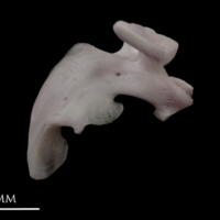 photo of Parrot fish maxilla medial view