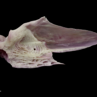 photo of Meagre articular medial view