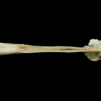 photo of Garfish parasphenoid ventral view
